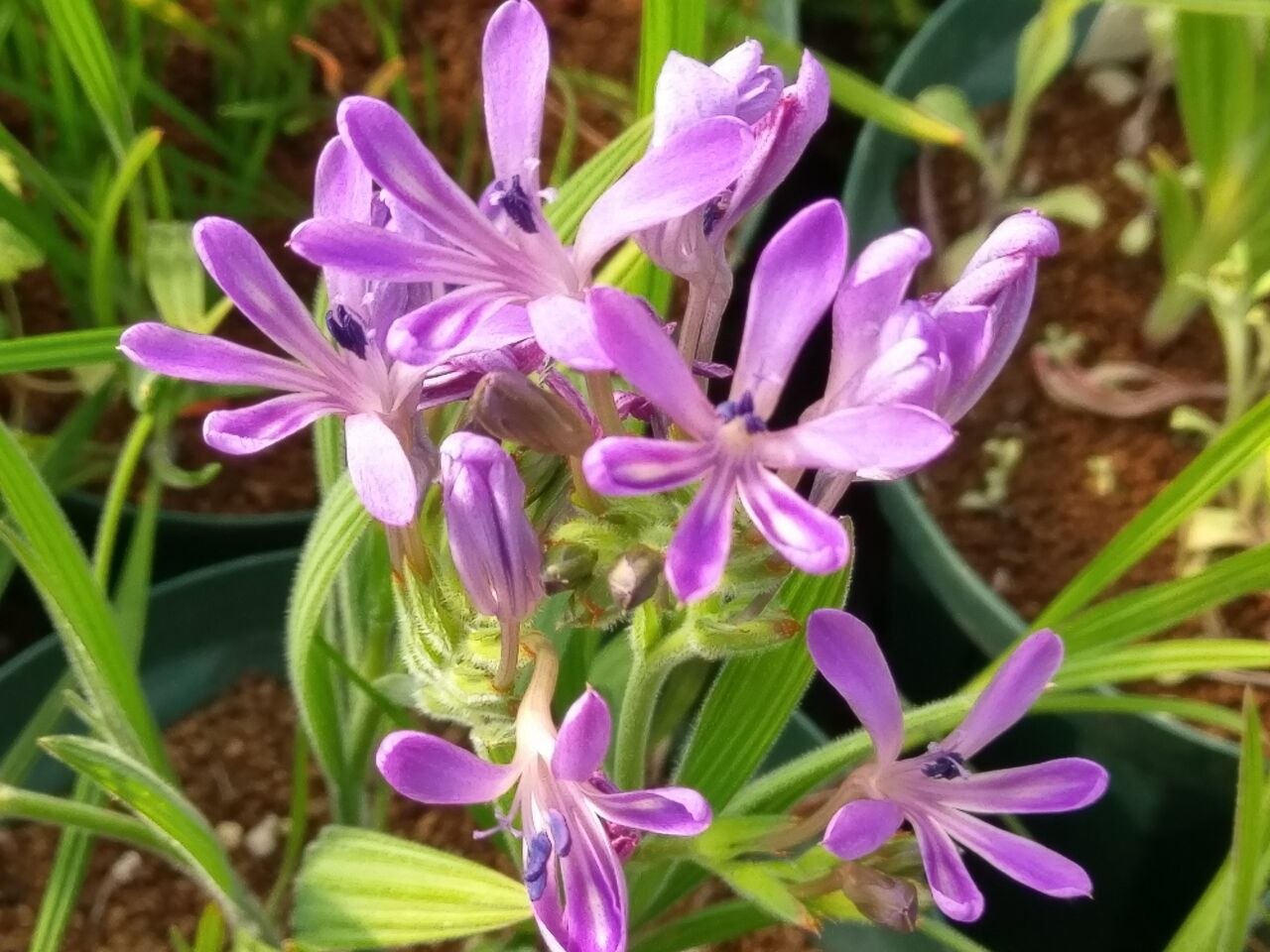 南ア小型球根 開花情報 : Secret-Garden