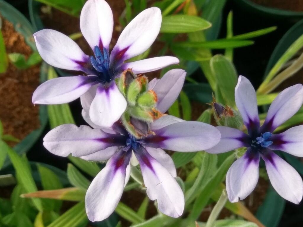 babiana バビアナ 激レア種】バビアナ・SP.#014 Babiana sp.#014 blooming in my