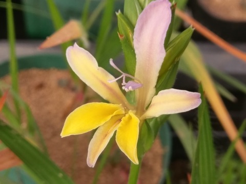 パステル画 植物と地球 A4サイズ宙花 🎍明けましておめでとうございます 皆さまにとりまして幸多き年