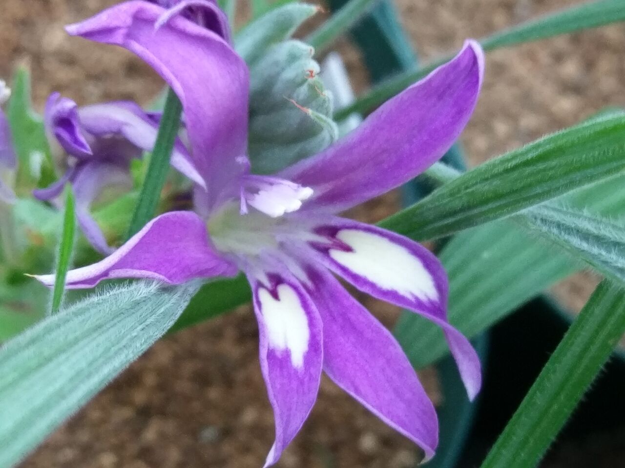 バビアナ 開花情報 : Secret-Garden