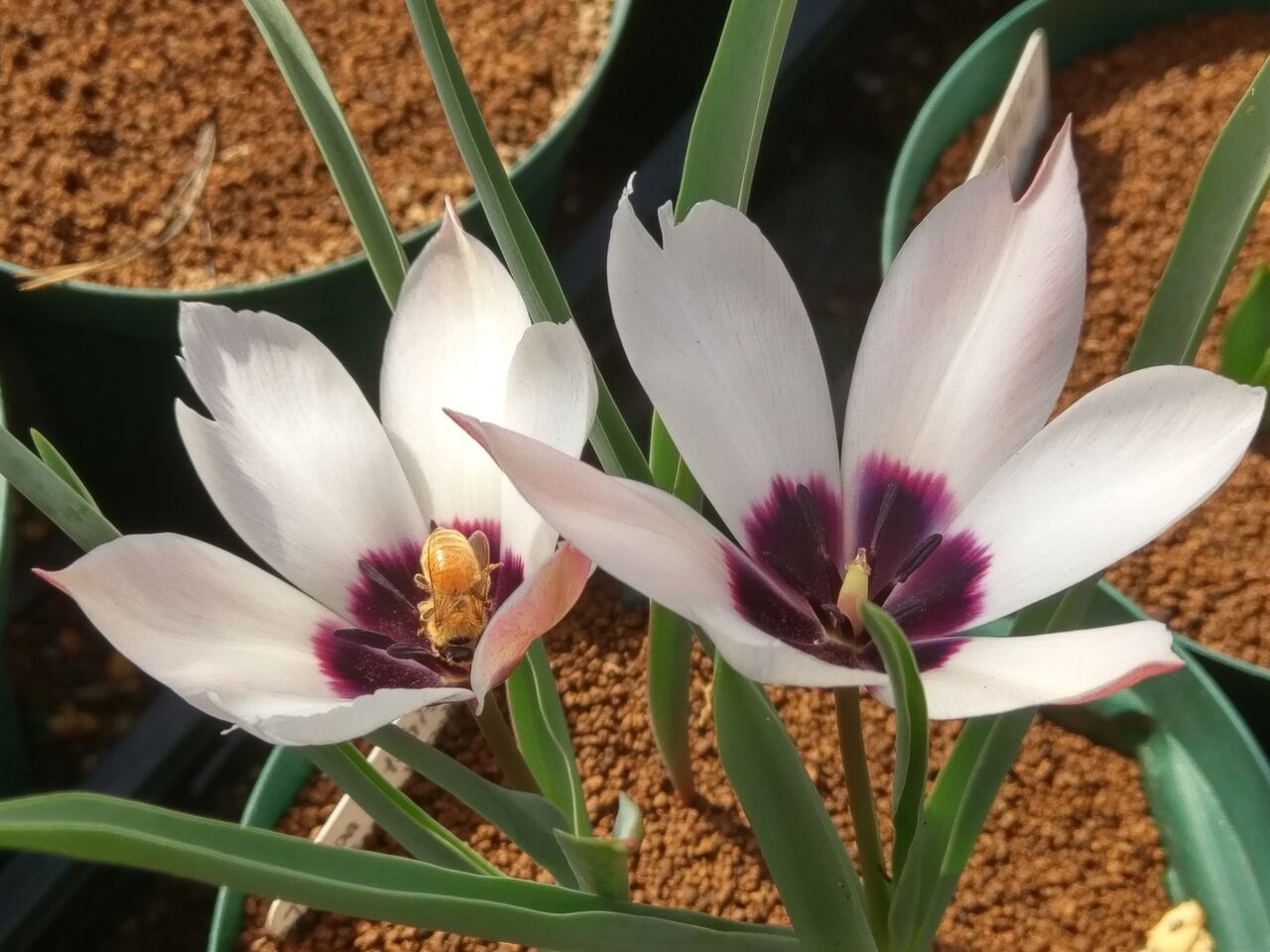 南アフリカ産小型球根 Secret Garden