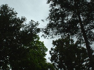鬱蒼とした森 逢初め