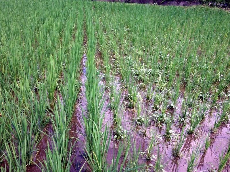 苗作りの大切さ Shin Diario