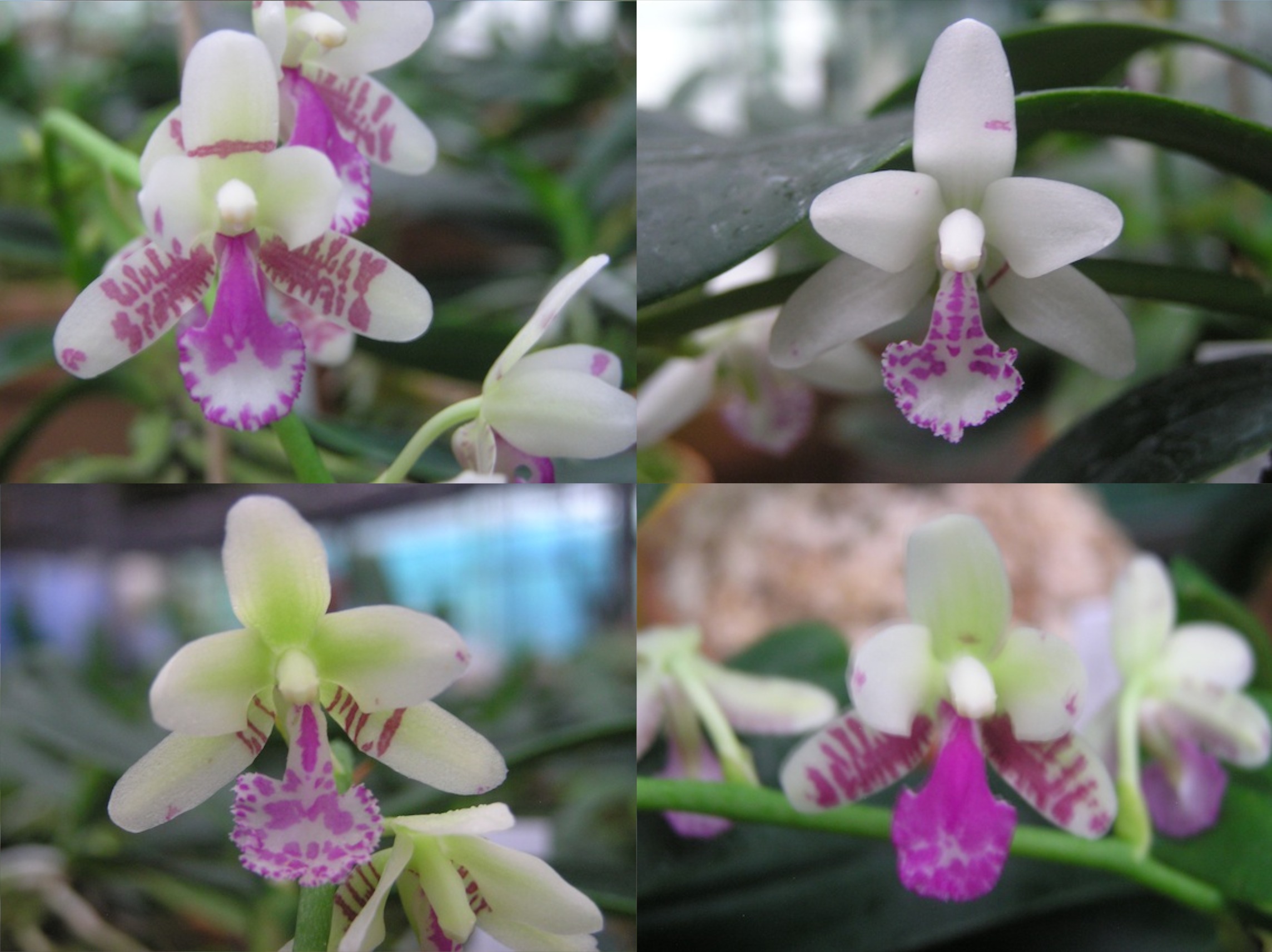 ナゴランの花 ナゴランの見上げる空