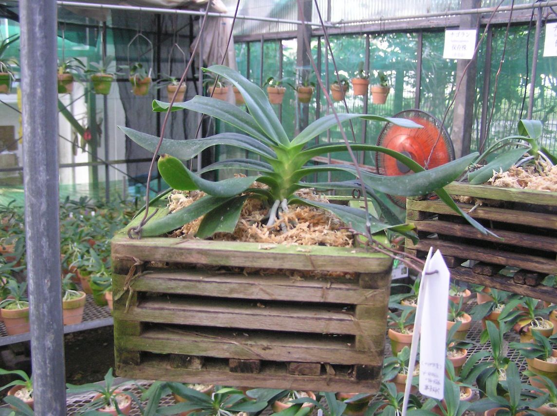 ナゴランの見上げる空 Sedirea Japonica