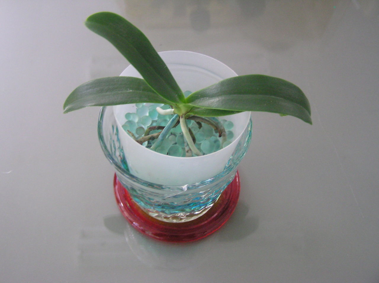 ナゴランの見上げる空 Sedirea Japonica