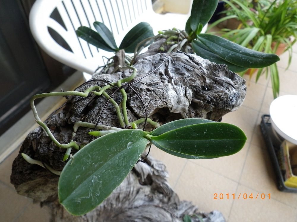 ナゴランと流木 ナゴランの見上げる空 ナゴランと流木 ナゴランの見上げる空