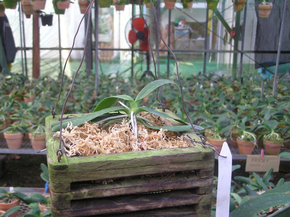 ナゴランの見上げる空 Sedirea Japonica