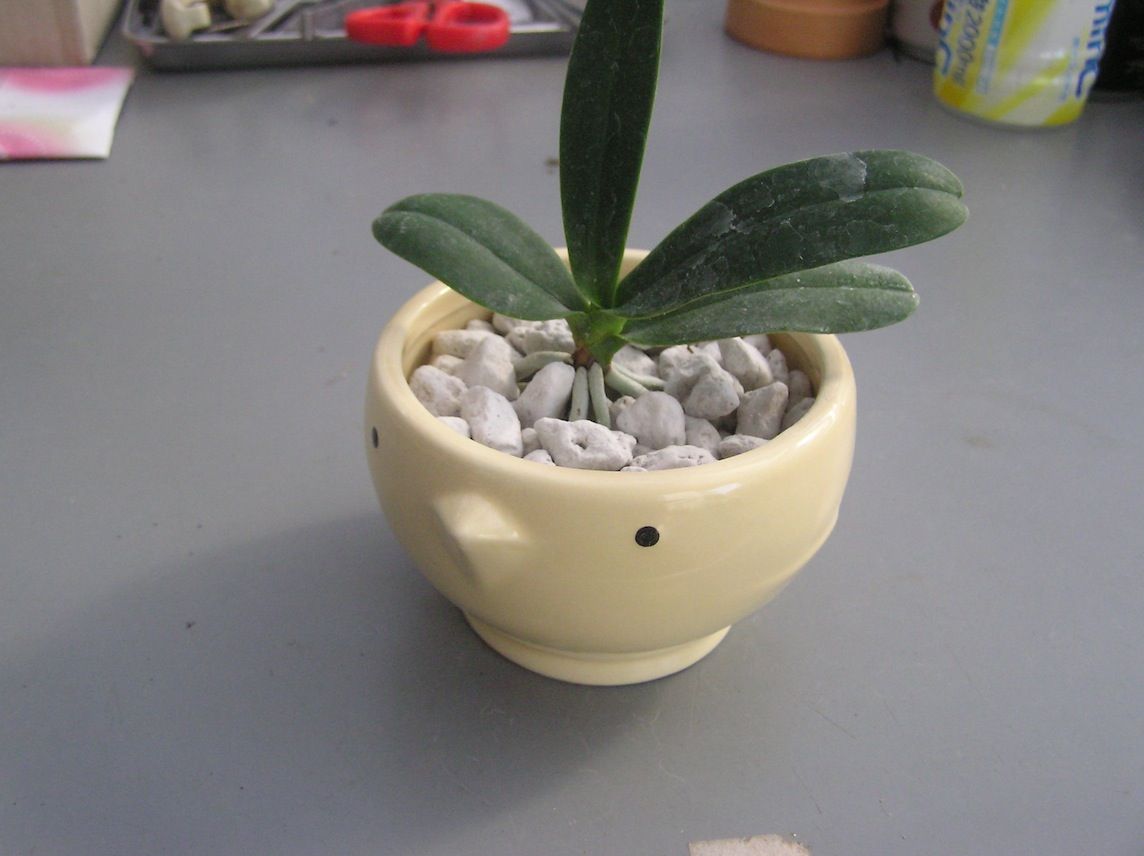 栽培賞 ナゴランの見上げる空