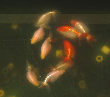 z0501nankin2