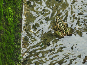 ims0409tonosamagaeru