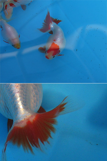 sf0511nankin