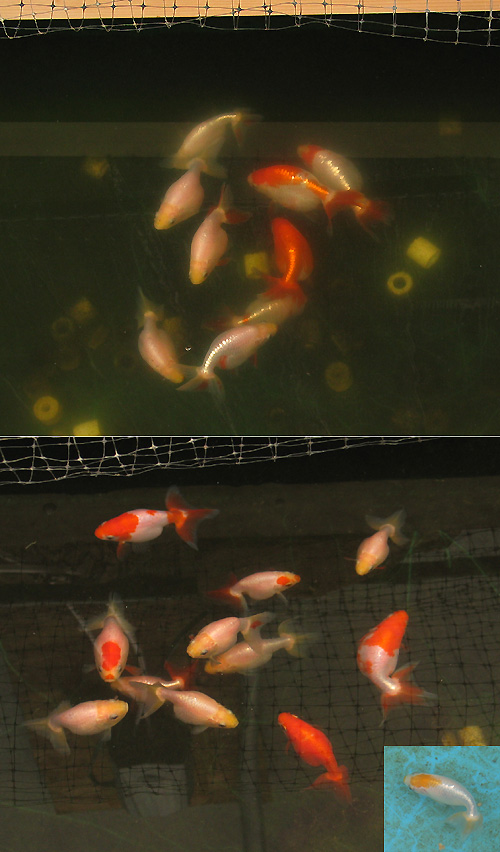 sk0509nankin2