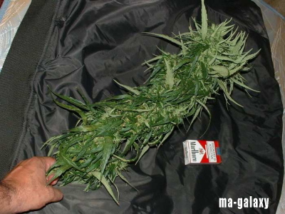 ｇｒｏｗ 収穫 Grow Room Cannabis Seed