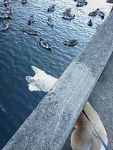 Íî¤Á¤ë¤¥¡¦¡¦¡¦¡£