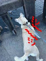 ³û¤¬¤¡¡¦¡¦¡¦¡£