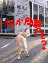 ²¿¤«ÌäÂê¤Ç¤â¡©