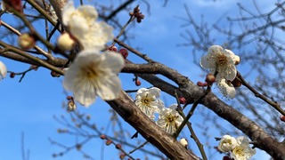 梅だぜ②
