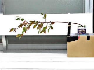 65220fa9-s