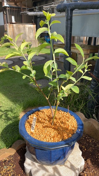 image12