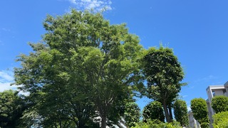 梅だぜ②