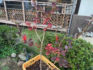 image5