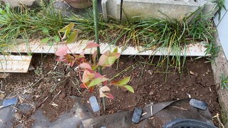 20221019長野から着弾地植え