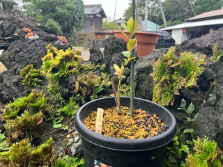 image14