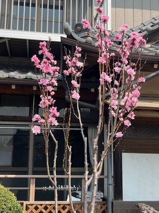 image6