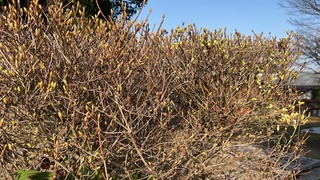 S__6643731