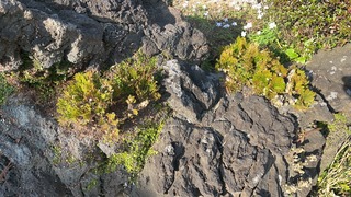 S__6643717