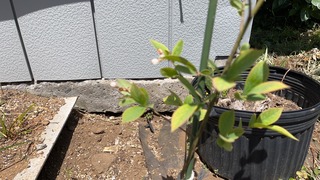 S__4964394