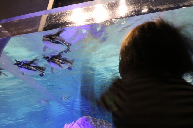 すみだ水族館 (13)