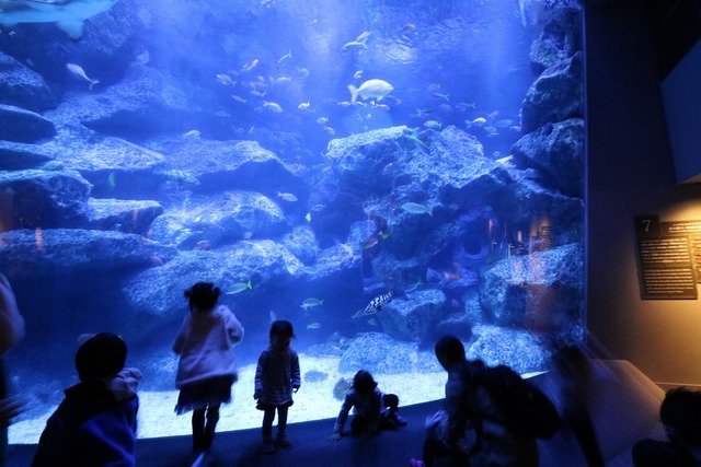 すみだ水族館 (14)