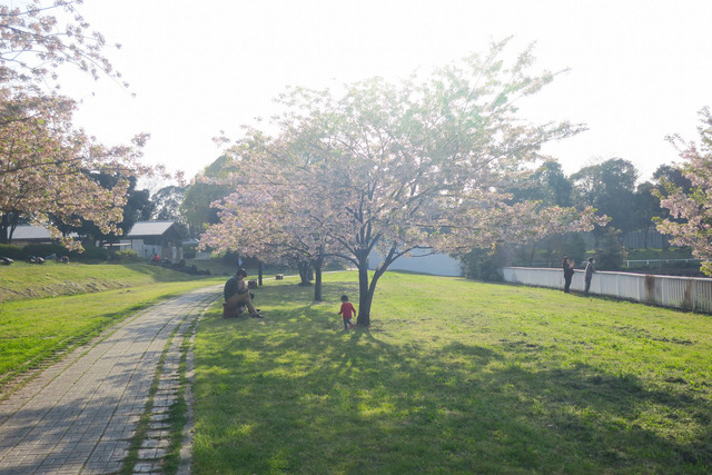 夢の島 (24)