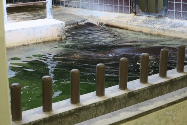 上野動物園 (14)