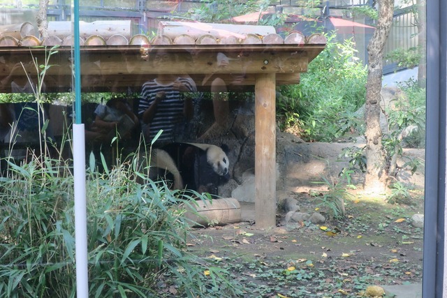 上野動物園 (3)