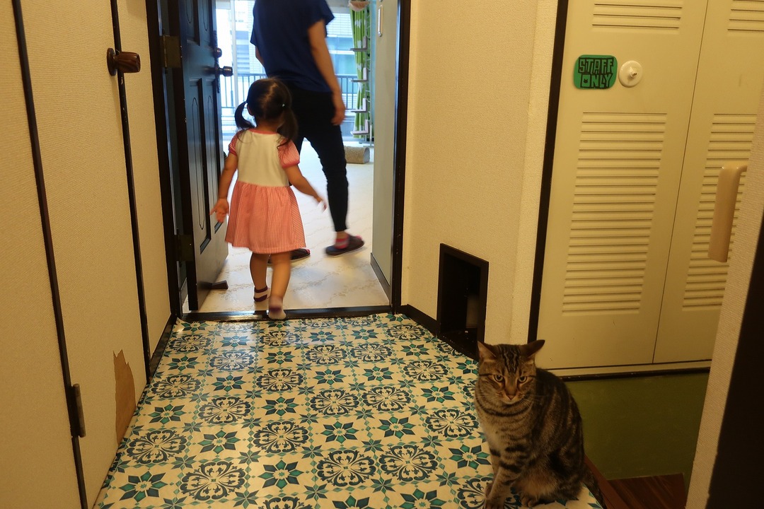 猫カフェ (3)