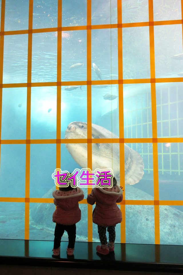 葛西臨海公園水族館 (12)