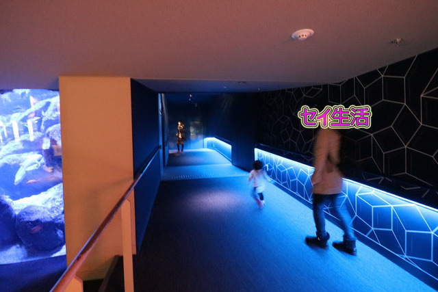すみだ水族館 (17)
