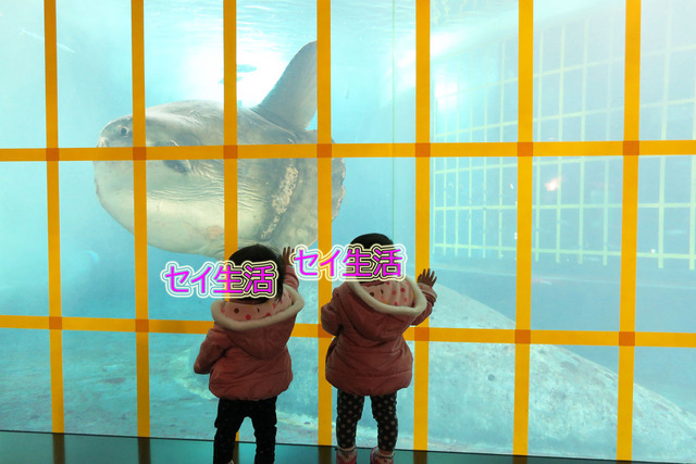 葛西臨海公園水族館 (11)