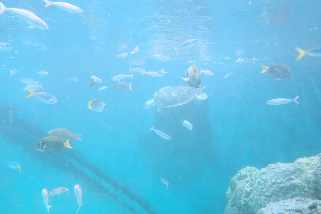 葛西臨海公園水族館 (28)