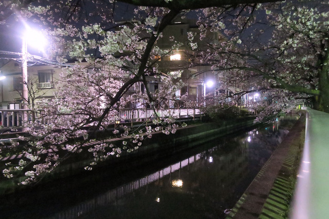 パパチャリと桜とチャイルドシート (8)