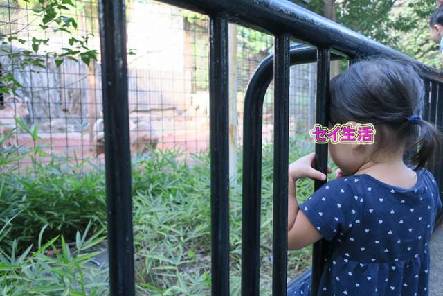 上野動物園 (16)