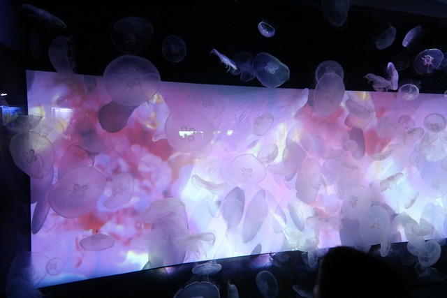 すみだ水族館 (6)