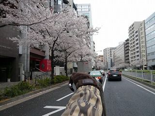 明治通り