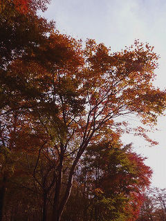 紅葉