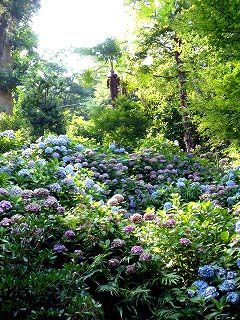 紫陽花だらけ