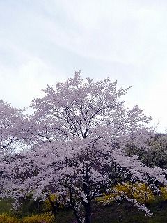 秩父の桜