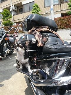 ワンコとSTEED